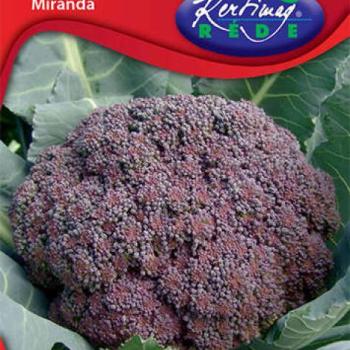 Miranda brokkoli 2 g: kép