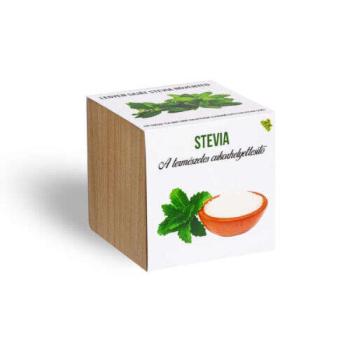 Stevia növényem fa kaspóban kép