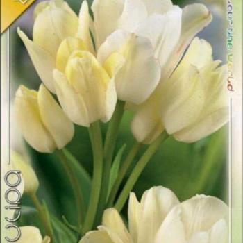Tulipánhagyma Multiflowered Candy Club 6 db / csomag  kép