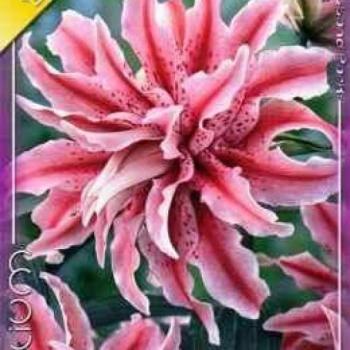 Virághagymák Liliom Double Oriental magic Star 1db/cs kép